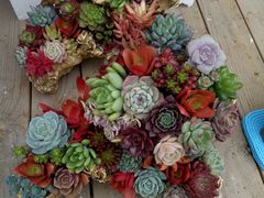 -龙大花卉苗木市场