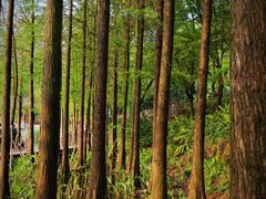 -重庆彩云湖湿地公园