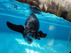 -帝企鹅自助餐厅•儿童岛•真企鹅(长隆企鹅酒店)