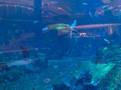 -海棠湾洲际-涛·海底餐厅·美人鱼·自助餐·海底隧道