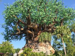 -奥兰多迪士尼动物王国乐园