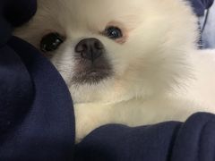 -爱侣宠医·鹦鹉专科·小型哺乳类·异宠专科(灵石路店)