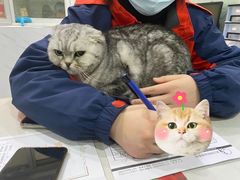 -伟伟宠物医院·CT影像中心·瑞派犬猫综合性门诊(汉口总院)