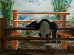 -西霞口神雕山野生动物世界