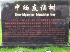 -中缅友谊树