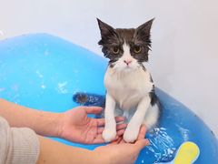 -momokira米努特·德文卷毛猫·棉花面纱犬