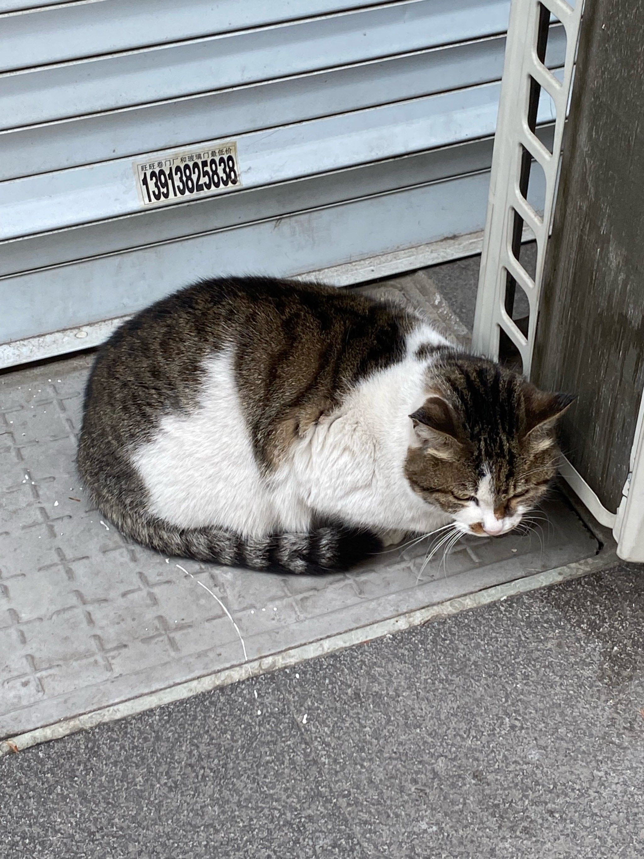 天天领红包路边遇到的小猫咪,很可爱,团在一起
