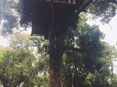 -清迈丛林飞跃 JungleFlight