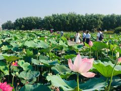 -白洋淀景区
