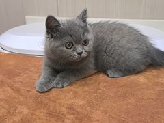 -佑安动物医院·全科·内窥镜中心(幸福巷店)