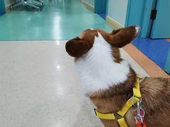 -北京观赏动物医院·24小时大型综合·猫专科·异宠专科