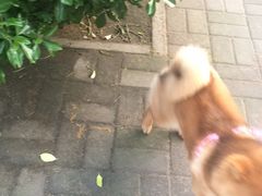 -啊噗吐呦现场烘焙(麦凯乐店)