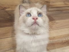 -袖虎·猫馆(体育西路店)