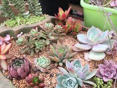 -龙大花卉苗木市场