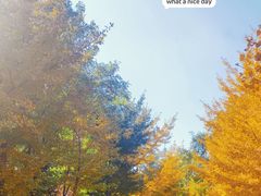 -长白岛森林公园