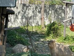 -合肥野生动物园