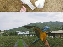 -亚龙湾国际玫瑰谷