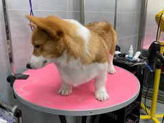 -宠福鑫康馨动物医院·骨科·眼科