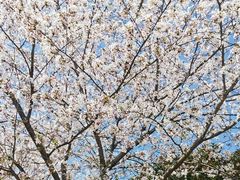 -高东镇樱花园