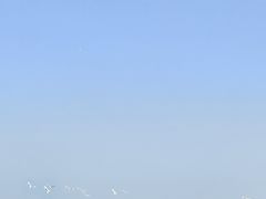 -盐城丹顶鹤湿地生态旅游区