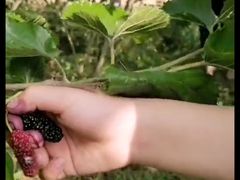 -南京小时候桑葚采摘园