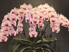 -北京植物园-展览温室