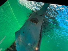 -上海海洋水族馆