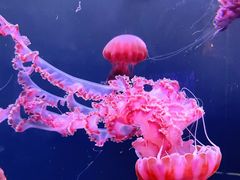 -成都浩海立方海洋公园