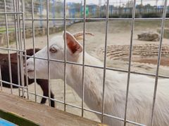 -武汉紫薇都市田园