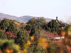 -北京西山国家森林公园