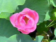 -莲花池公园