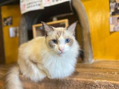 -猫猫幼稚园·撸猫·桌游·电玩