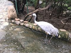 -燕塞湖鸟语林景区