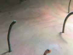-暹罗海洋世界
