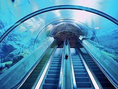 -上海海洋水族馆