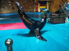 -烟台海昌鲸鲨海洋公园