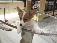 -momokira米努特·德文卷毛猫·棉花面纱犬