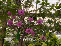 -南宫五洲植物乐园