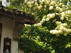 -惠山古镇·寄畅园