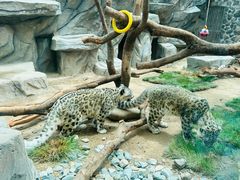 -青藏高原野生动物园