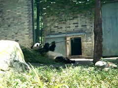 -都江堰中华大熊猫苑