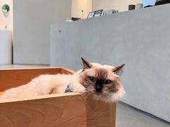 -创凡宠物医院·骨专科  猫科中心(西乡分院)