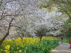 -苏州上方山国家森林公园