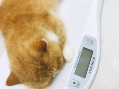 -心语宠物医院·急重症转诊中心·瑞辰华诺(南青路店)