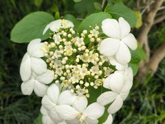 -陆家嘴中心绿地