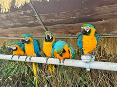 -西霞口神雕山野生动物世界