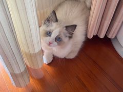 -糯米喵星人总部直营旗舰店·猫舍·幼猫出售