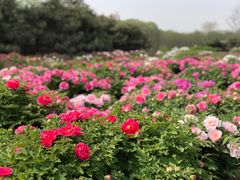 -洛阳市隋唐城遗址植物园