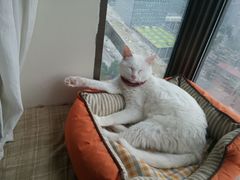 -猫咖时代(中山亭店)