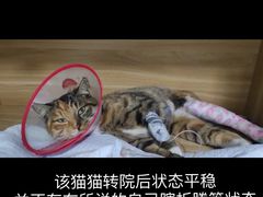 -邢大夫动物医院